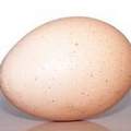 Średnie jajko